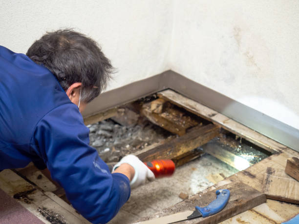 Best Commercial Mold Removal  in Mount Repose, OH