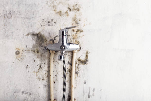 Best Mold Cleaning Services  in Mount Repose, OH