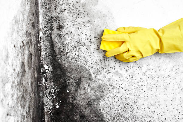 Best Mold Damage Repair  in Mount Repose, OH