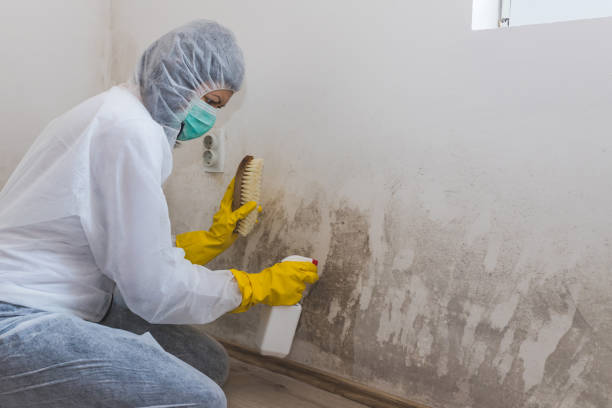 Best Residential Mold Removal  in Mount Repose, OH
