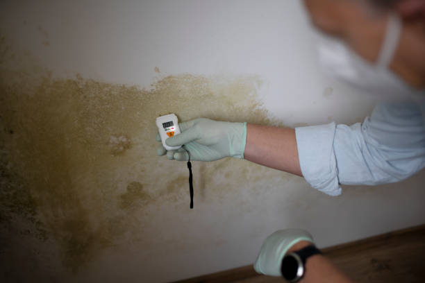 Best Mold Remediation  in Mount Repose, OH