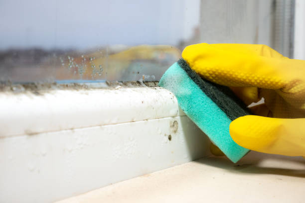 Mold Testing and Removal in Mount Repose, OH