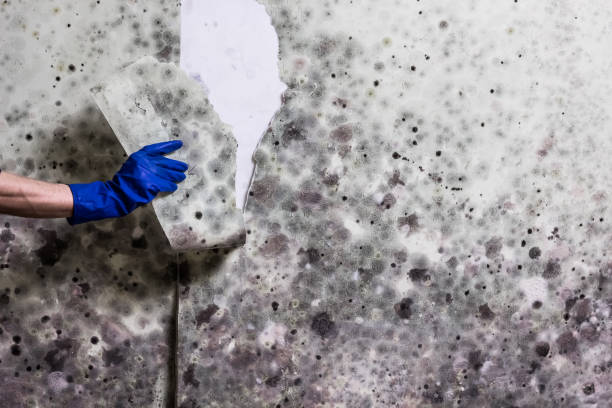 Best Mold Removal Company Near Me  in Mount Repose, OH