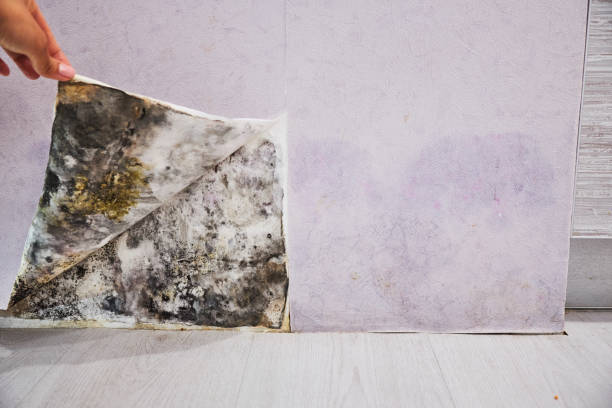Best Mold Removal Process  in Mount Repose, OH